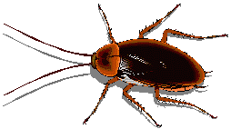 Pest Control. Pest Control. Pest. Pests.Pest Control Dolores. Bugs and Pest Control Dolores. Pest Kill Dolores