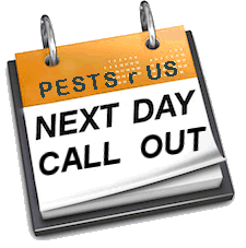 Pest Control. Pest Control Company Dolores